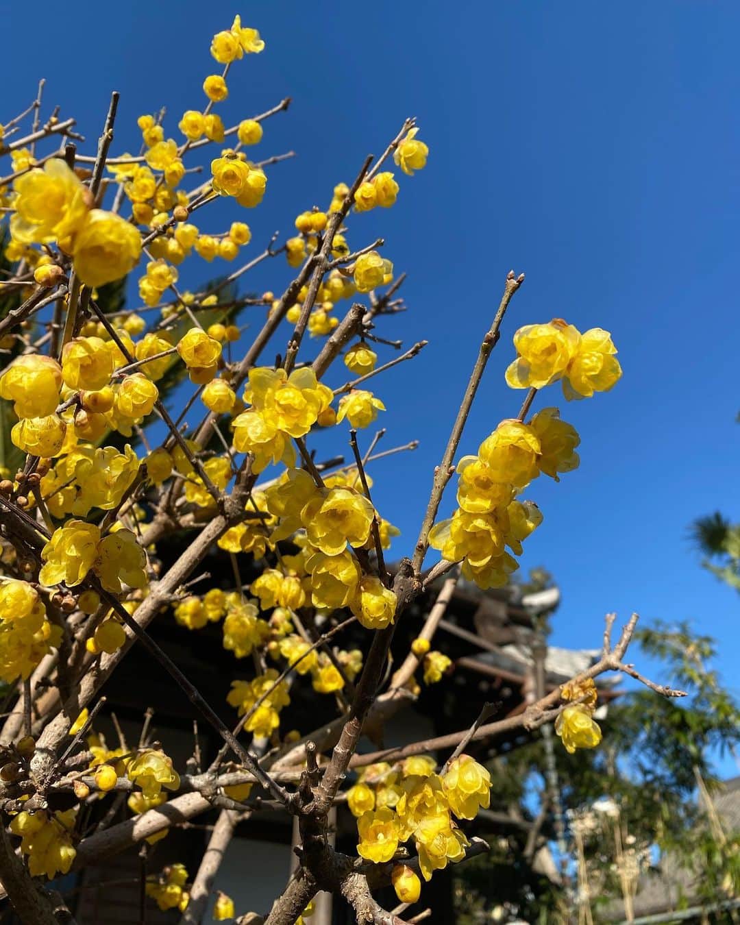 花野じゅりあのインスタグラム：「. 明けましておめでとうございます  天気の良い元旦は、心も晴れやかで気持ちがいいですね  こちらの写真は香りの良い蝋梅  黄色くまあるいお花が、すっきりとした枝にポンポンと咲いていて可愛らしかったです  2021年、皆さまにとりまして、明るく健やかな一年になりますように  本年もよろしくお願いします . . . . . #2021年元旦 #蝋梅」