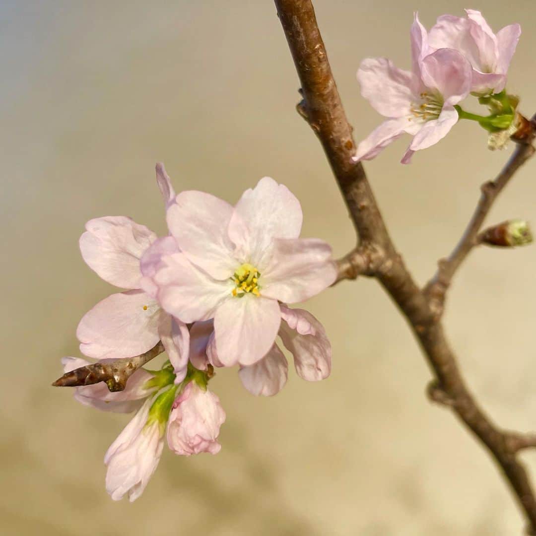 中林美和さんのインスタグラム写真 - (中林美和Instagram)「明けましておめでとうございます。  つぼみだったお花が 今朝見たら咲き始めてて嬉しかった♡ 2021年もみんなに笑顔がいっぱい咲きますように！ 本年もどうぞよろしくお願い致します🌸  2021年 元旦　中林美和」1月1日 14時30分 - miwanakabayashi