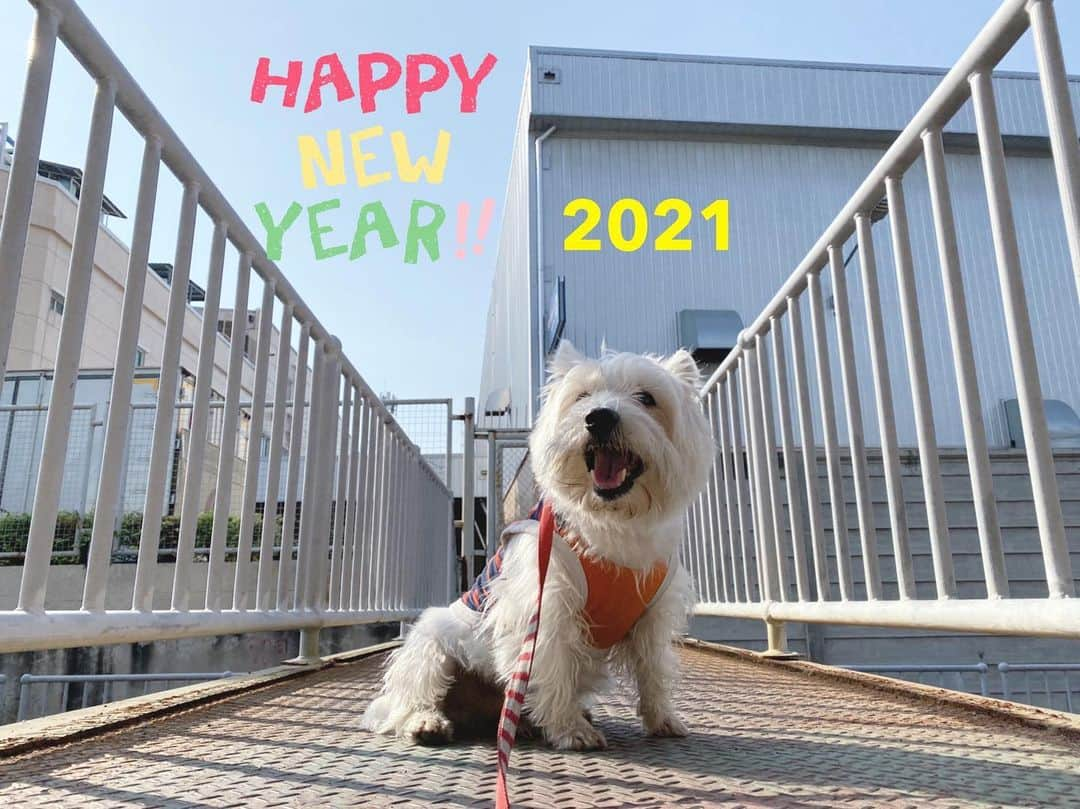 Hoykong&Plamuekさんのインスタグラム写真 - (Hoykong&PlamuekInstagram)「Happy New Year 2021❤️ Wish you all the best🎄#hkpm #plamuek_westies」1月1日 14時24分 - hoykongplamuek