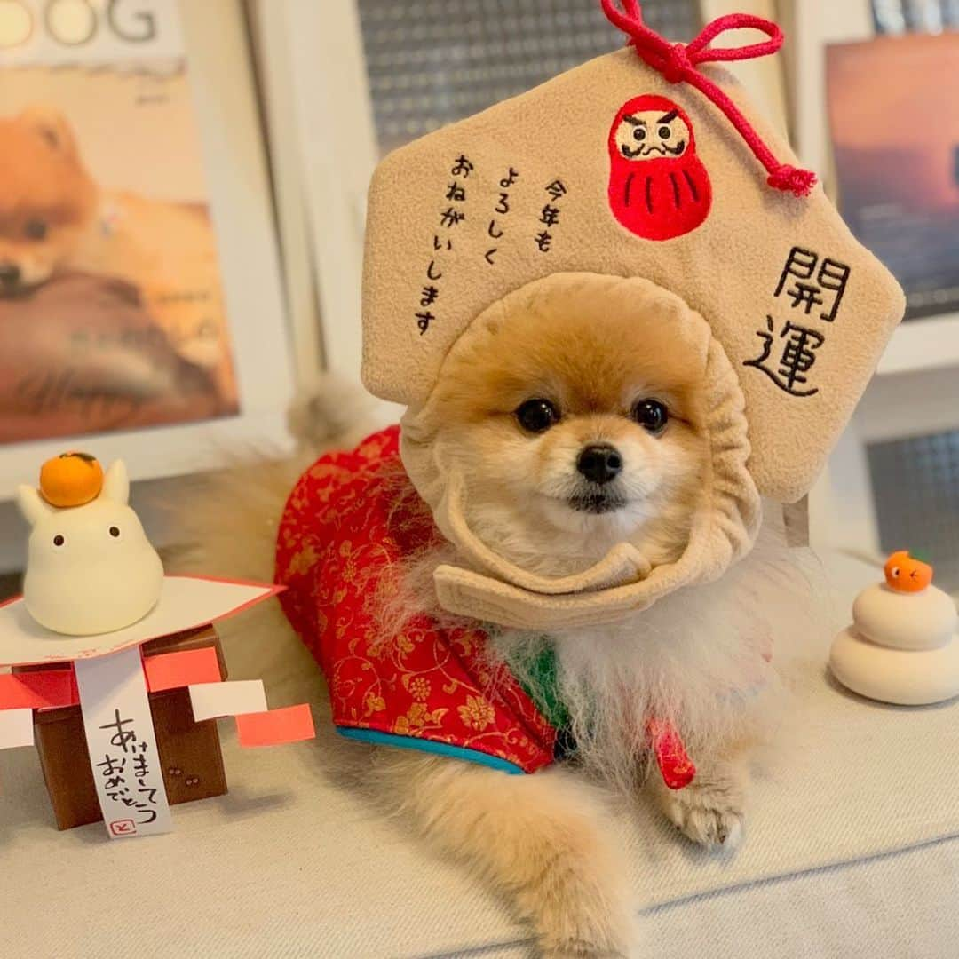 RIO POMEさんのインスタグラム写真 - (RIO POMEInstagram)「おまけ💕  #ポメラニアン #pomeranian  #犬 #dog #dogstagram#doglover #愛犬 #わんこ #ポメラニアン大好き #ポメラニアンが世界一可愛い #pom #ぽめらにあん #ポメ#pomeraniansofinstagram  #pomeranianlove #ふわもこ部 #いぬバカ部 #癒しわんこ#instapic#pomstagram #puppy #dogsofinstagram #cute#cutedog」1月1日 19時58分 - rioriopom