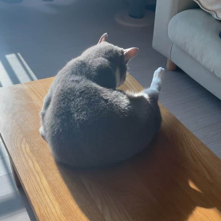 パク・ミンジのインスタグラム：「새해 첫날 열심히 목욕재계 하는 우리집 뚠뚠너구리🐱 #grooming 모두 새해 복 많이 받으세요!」