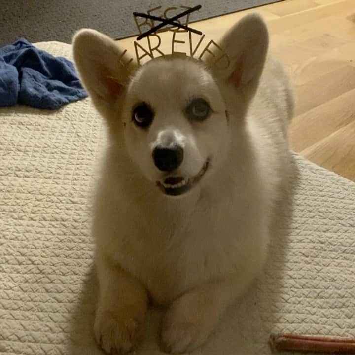 Winston the White Corgiのインスタグラム