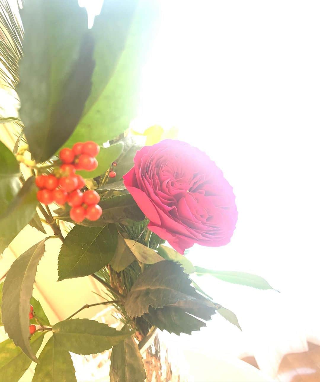 のインスタグラム：「Happy New Year 2021☀️🌱﻿ あけましておめでとうございます！ 朝日が気持ちよく降り注いだ元旦。 ﻿ 今日から始まる新しい一年﻿ どんな時も小さなワクワクを見つけて﻿ 日々を大切に過ごしたいです。﻿ きっとまたあっという間だからね。﻿ よし、がんばろう¨̮♫﻿ ﻿ 今年もよろしくお願いします！！」
