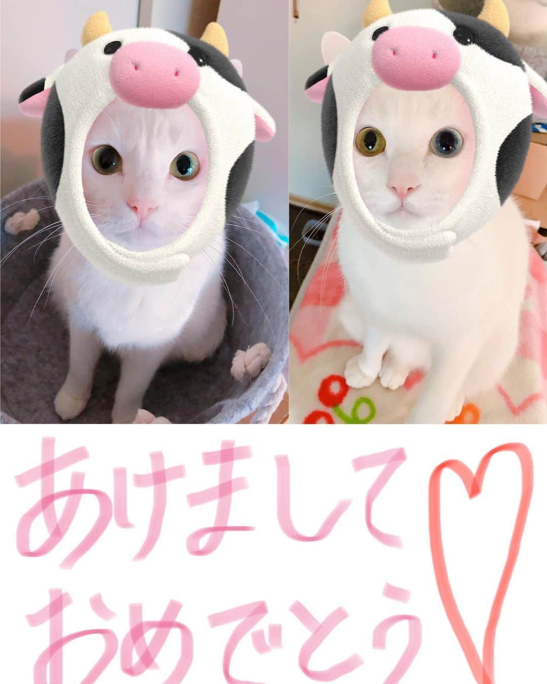 秋田知里のインスタグラム：「うちの子達可愛すぎ🤦🏼‍♀️🤦🏼‍♀️🤦🏼‍♀️ #みかんとふう #猫 #ねこすたぐらむ #ネコ #ねこ #ねこのいる生活 #白猫 #双子 #オッドアイ #あけおめ #cat」