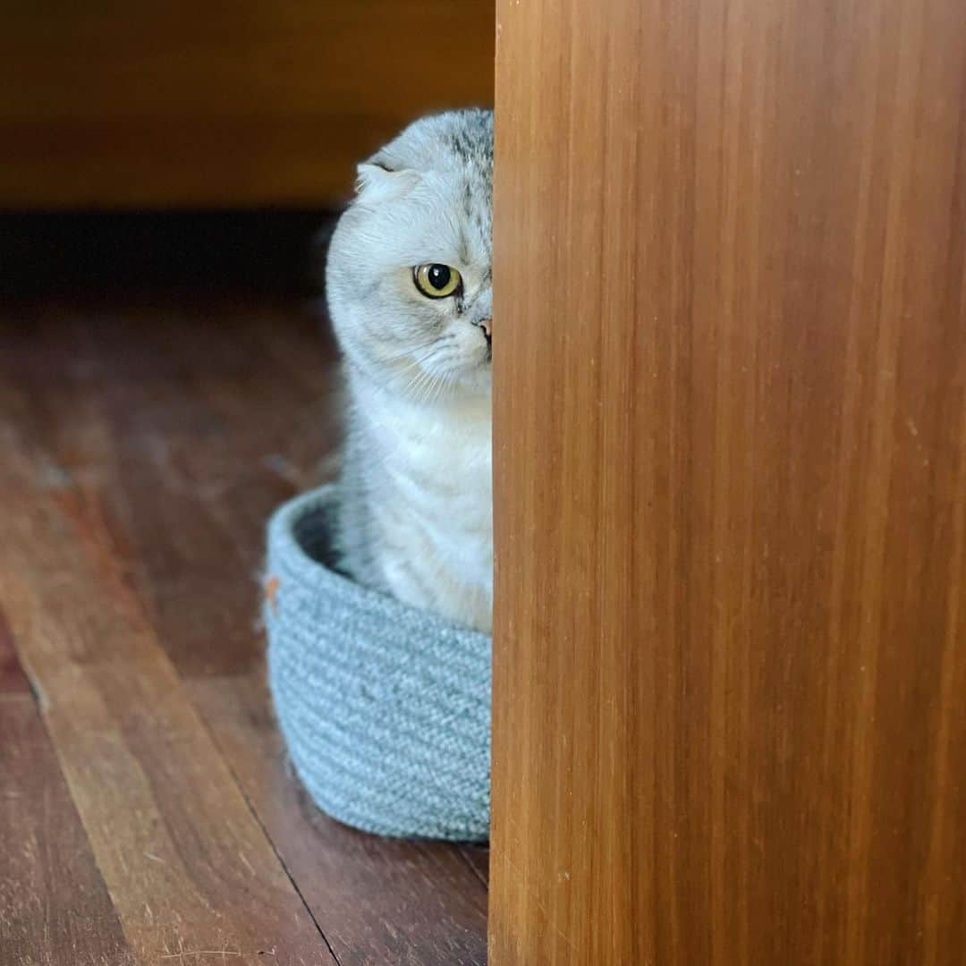 Roku Rokuさんのインスタグラム写真 - (Roku RokuInstagram)「2021 be like ..」1月1日 15時21分 - rokuthecat