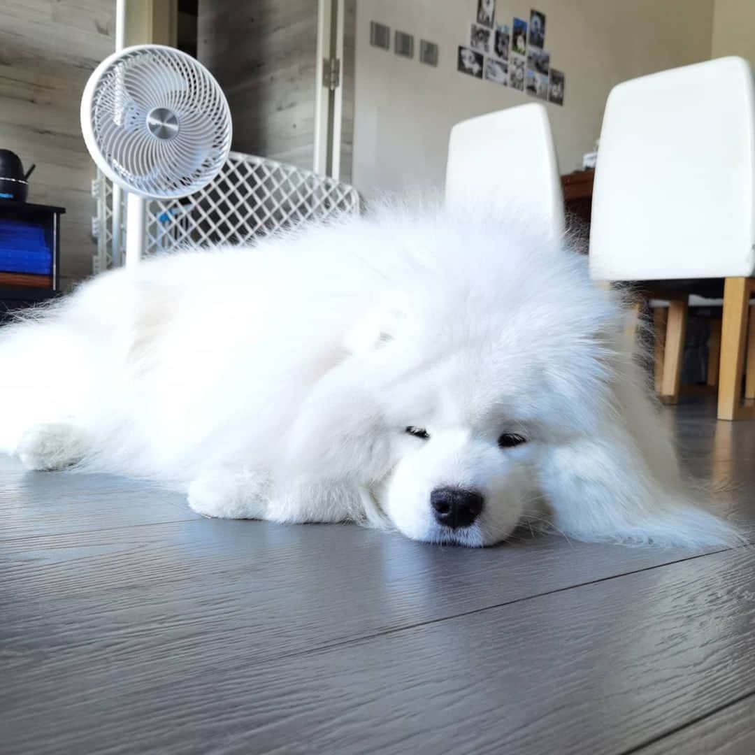 Alex Toのインスタグラム：「Lazy new year's day 😄😄😄. Happy new year my friends. 😘🎊🥂 #cute #dog #doglover #dogsofinstagram #dogoftheday #dogofthedayjp #dogstagram #fluffy #hkig #hongkong #ilovemydog #instadog #instagood #instamood #instagraphy #shibainu #samoyedoninstagram #pet #petlovers #petsofinstagram #petstagram #photooftheday #puppy #pupsofinstagram #samoyed #samoyedsofinstagram #webstagram #犬 #サモエド」