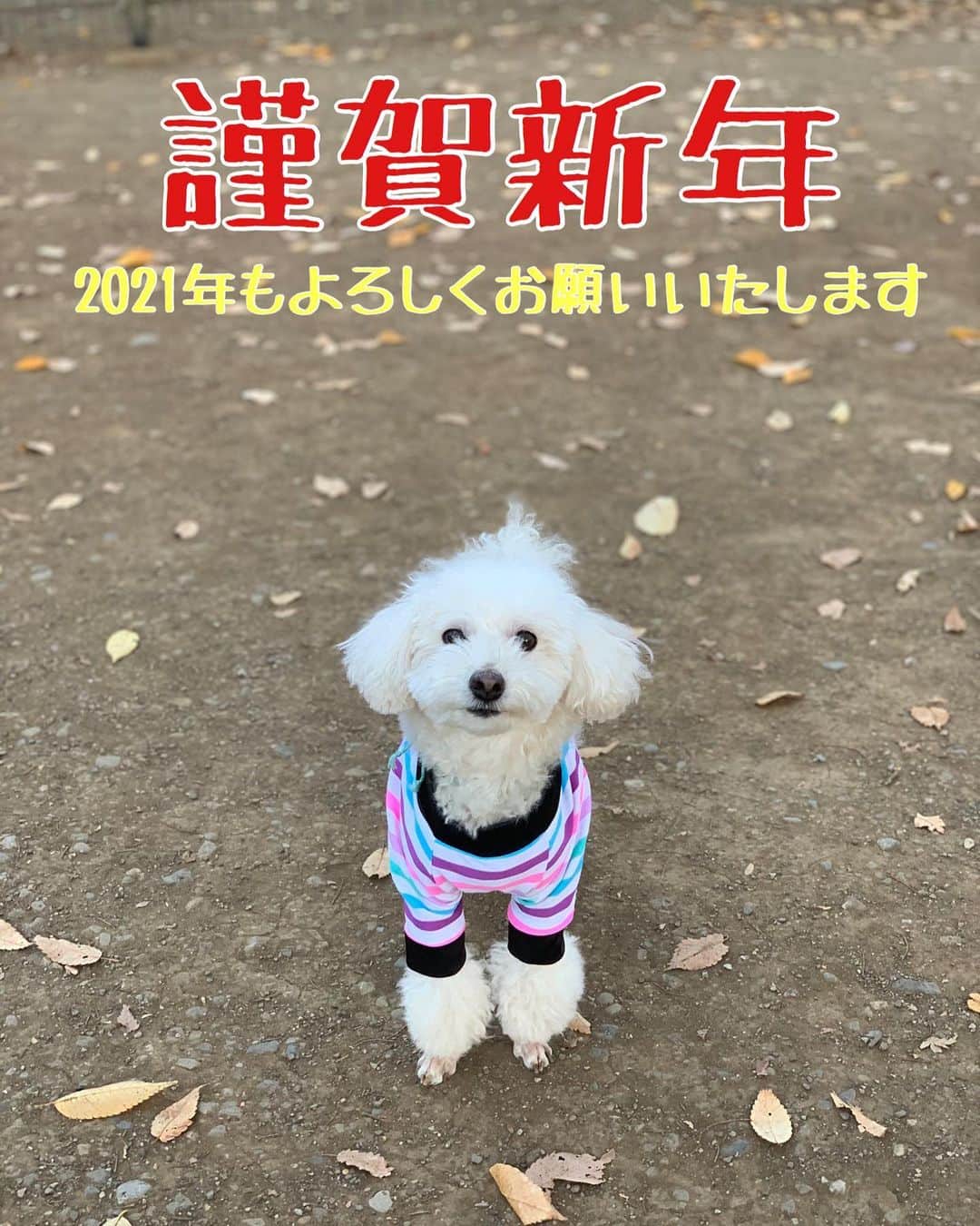 聡太郎のインスタグラム：「Happy New Year!! あけましておめでとうございます！  2021年が皆様にとって、 幸せの多い年になりますように。  本年もよろしくお願いいたします！  #happynewyear #2021 #dog #toypoodle #love  #omochi #おもち #sotaro #聡太郎」