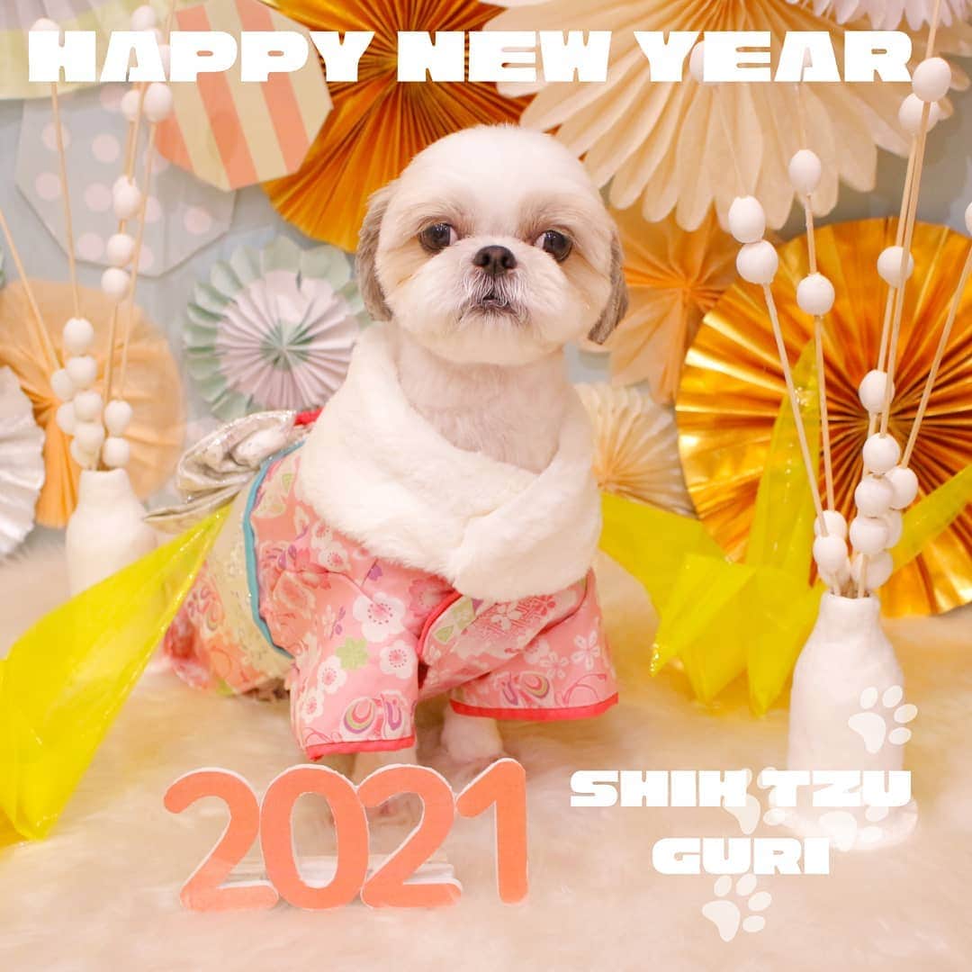Bungo's photographyのインスタグラム：「* 明けましておめでとうございます😆 * 本年もぐりをよろしくお願いします🐾 * 2021年、楽しい年にしたいですね～✨ * さてさて、新年のお祝いのあとは…お待ちかねのワンちゃんおせち👍💕✨ * どんなかな？ぐりもパパママも大期待‼️ * Happy new year !! Guri is celebrating by wearing a Kimono ;D  #hpure #わん子ん家 #ひまわり幼稚園 #シーズー #shihtzu #西施犬 #獅子狗 #狮子狗 #시추 #shihtzuclub #shihtzugram #shihtzulove #shihtzulover #shihtzunation #shihtzusgram #shihtzuslife #shihtzusofig #ぐりすた #いぬばか部 #シーズー犬 #シーズー最高 #シーズー大好き #シーズー大好き部 #シーズー部 #ふわもこ部 #犬のいる暮らし #犬バカ部 #犬ら部 #鼻ぺちゃ犬 #鼻ぺちゃ部」