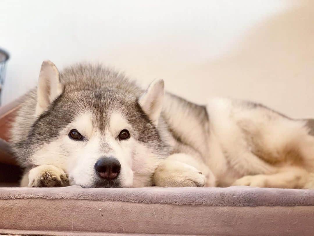 プピプピ文太さんのインスタグラム写真 - (プピプピ文太Instagram)「ねむねむ文太😴 今年もよろしくねー！ #siberianhusky #husky #dog #シベリアンハスキー　#犬」1月1日 15時47分 - pupipupi_pupipi