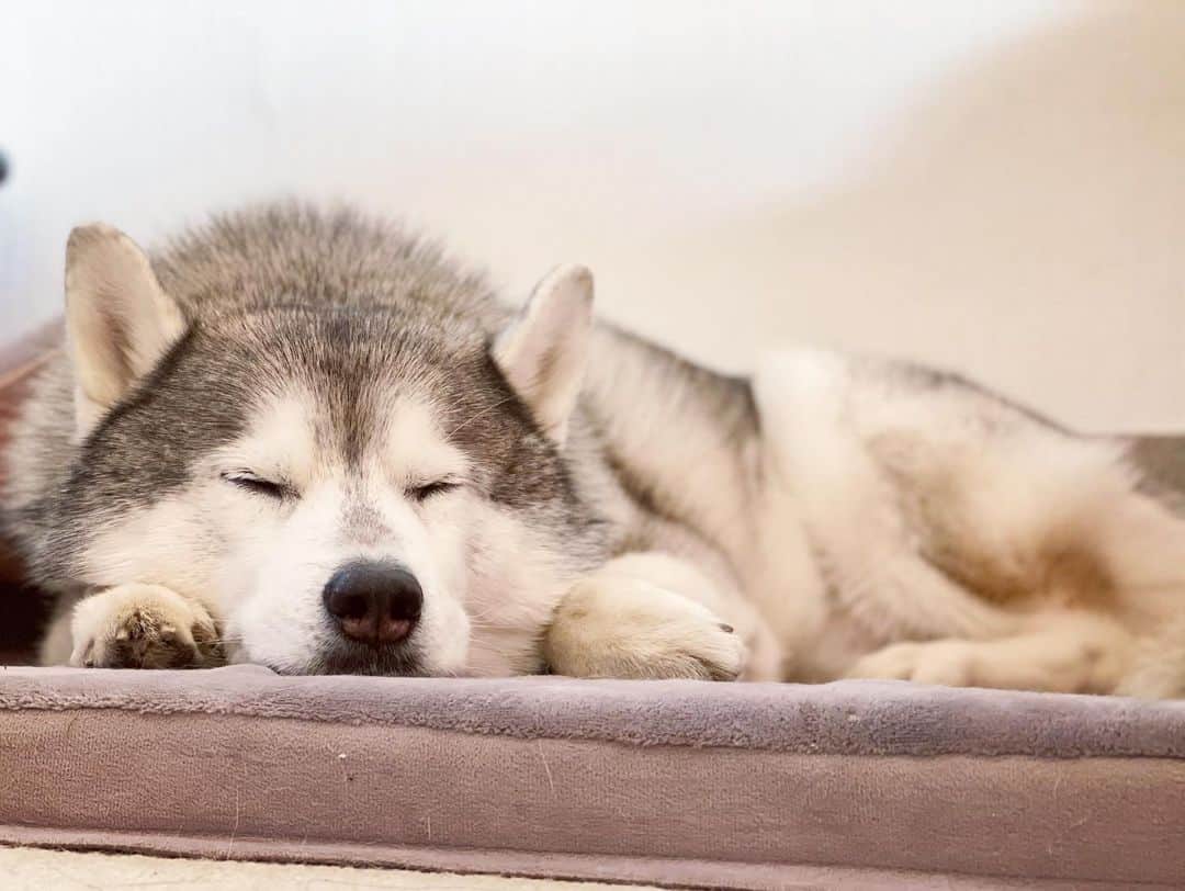 プピプピ文太さんのインスタグラム写真 - (プピプピ文太Instagram)「ねむねむ文太😴 今年もよろしくねー！ #siberianhusky #husky #dog #シベリアンハスキー　#犬」1月1日 15時47分 - pupipupi_pupipi