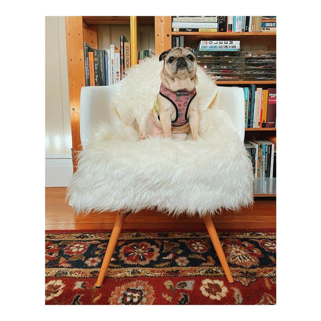Melissa Santiagoのインスタグラム：「🌍 🌎 🐷 🌏 🌍 <- that’s the world revolving around her #DailyPug #LeicaHarrietPancakes #pugsofinstagram #pugworld」