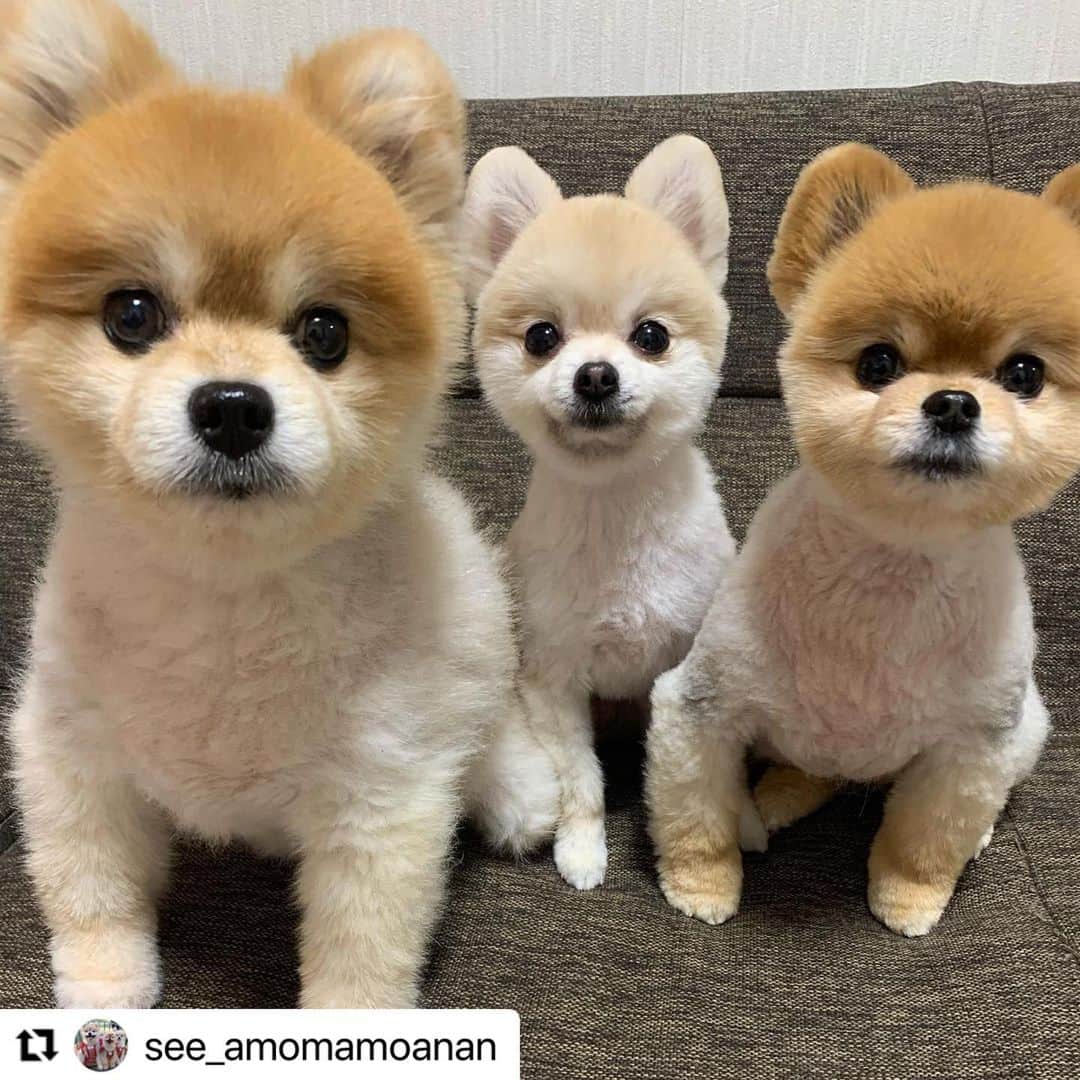 【公式】いぬのきもち・ねこのきもちのインスタグラム：「#Repost @see_amomamoanan さんのしえるちゃん、あんちゃん、まりもちゃん。  明けましておめでとうございます🎍 今年も、元気に楽しく過ごしてね❤️ いつも癒しをありがとう😊  ハッシュタグ #いぬのきもち #ねこのきもち に投稿いただいた可愛い写真をご紹介しています！ 「いぬのきもちWEB　MAGAZINE」、「ねこのきもちWEB MAGAZINE」でもご紹介させていただくことも！  -------------------   .  #いぬ #いぬすたぐらむ #いぬのいる暮らし #いぬのきもち #いぬ好き #犬 #犬好きさんと繋がりたい #犬のいる生活 #犬と暮らす #犬好き #dog #dogsofinstagram #dogstagram  #ポメラニアン #Pomeranian」