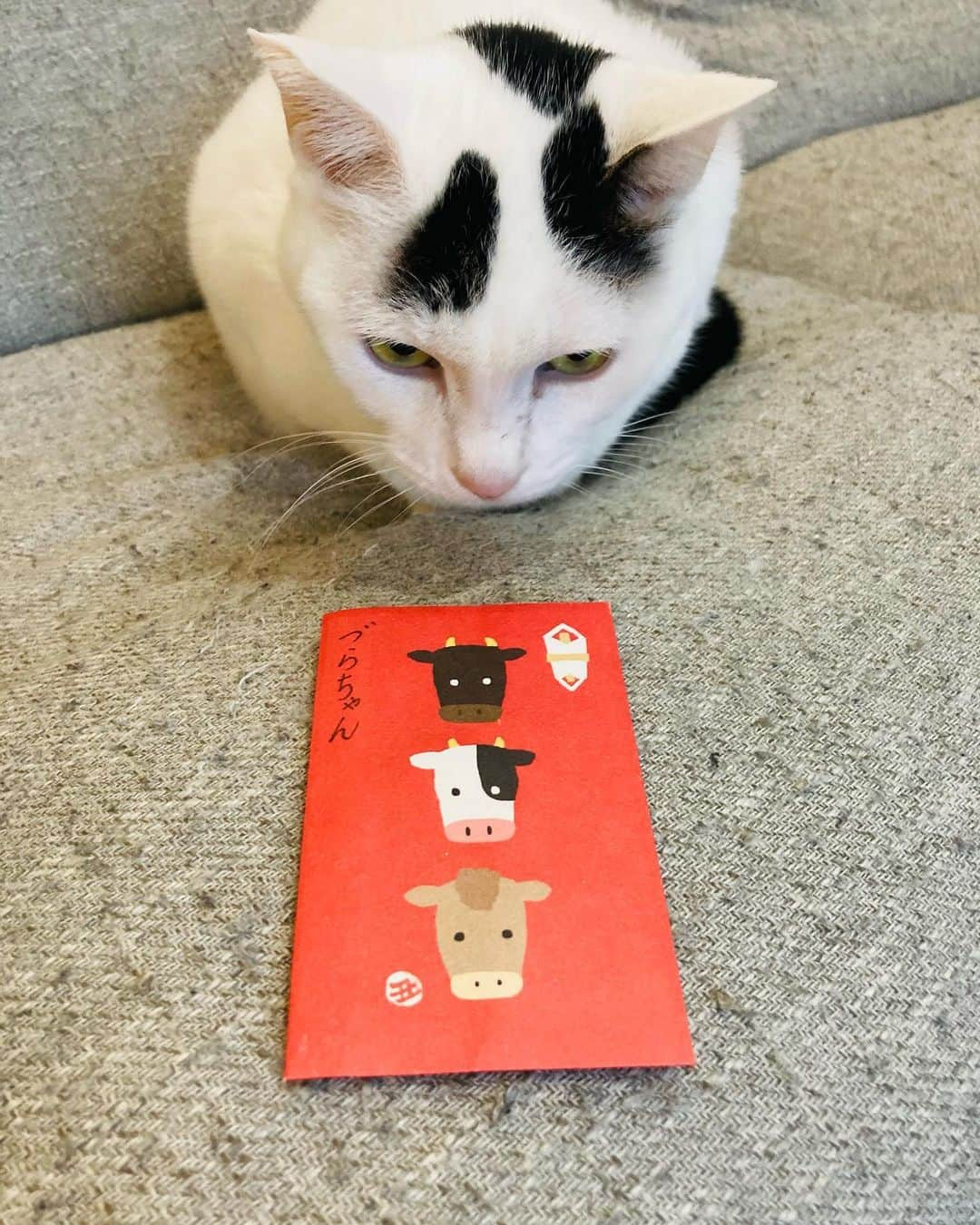 Siznaさんのインスタグラム写真 - (SiznaInstagram)「#dura #cat #づら #猫 #sizna #雑種 #元地域猫 #ヅラ #ヅラ猫 #ヅラ猫部 #にゃんスタグラム #猫変態を増やそうの会 #2021年 #あけましておめでとうございます」1月1日 16時16分 - dura0227