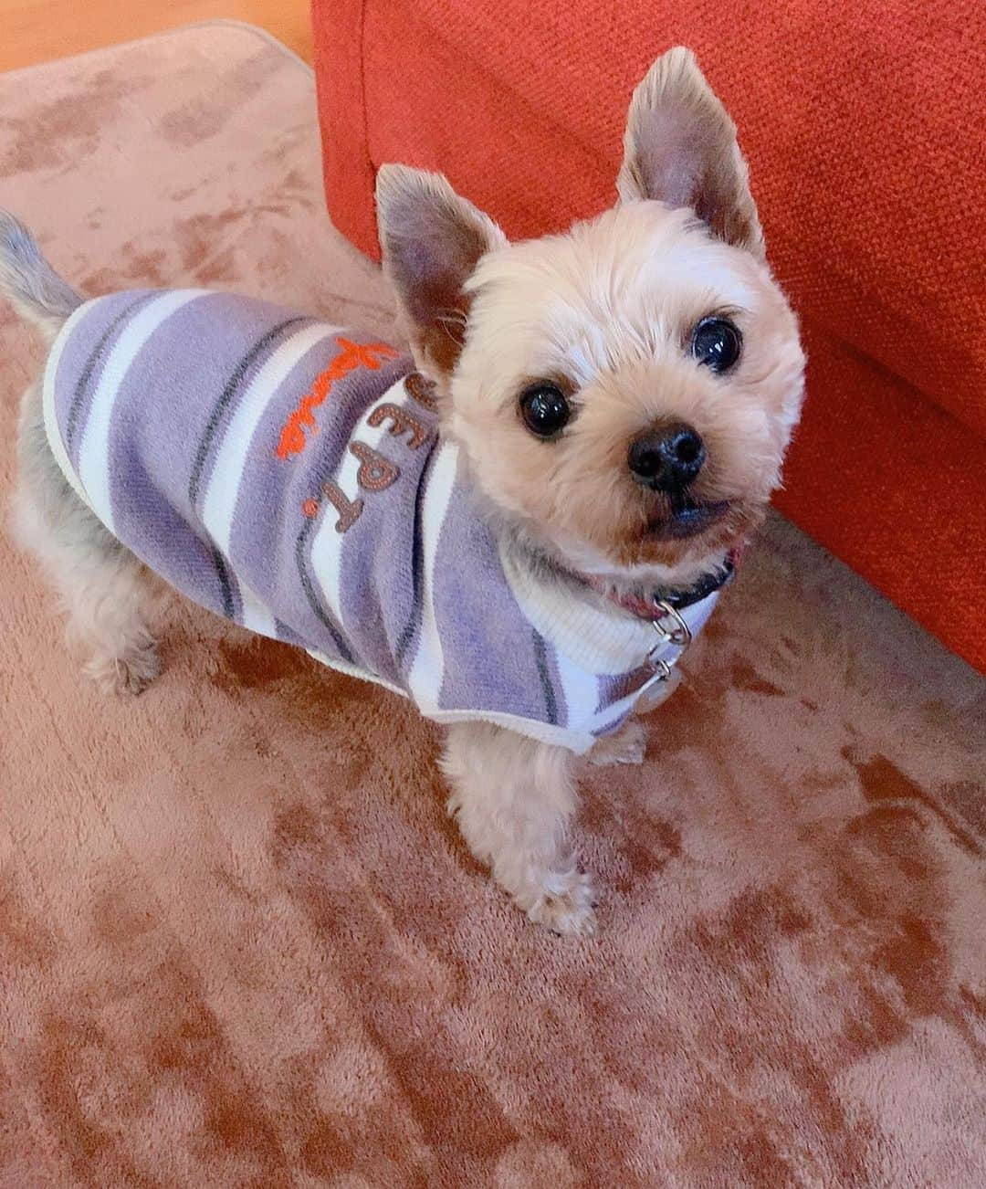 近藤玲奈さんのインスタグラム写真 - (近藤玲奈Instagram)「🐶﻿ 玲奈からウタに新しいお洋服をプレゼントしました🎁﻿ ﻿ いやぁ可愛すぎるし似合ってるぅうう💜﻿ ﻿ 最高のお正月だね、ウタ🥰﻿」1月1日 16時19分 - reina_kondo