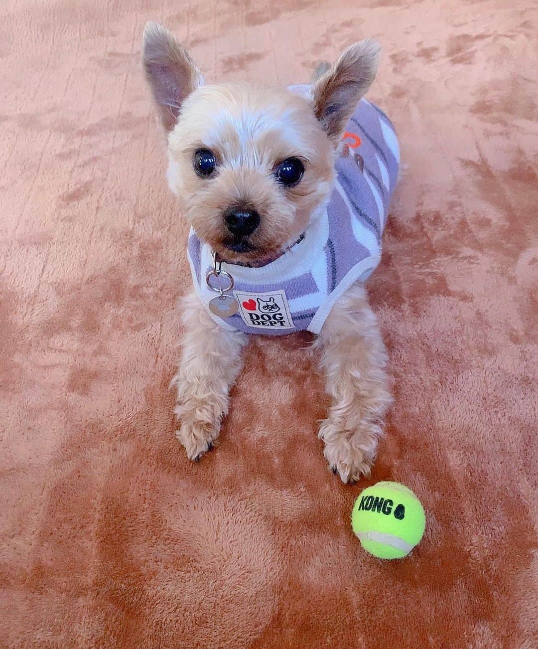 のインスタグラム：「🐶﻿ 玲奈からウタに新しいお洋服をプレゼントしました🎁﻿ ﻿ いやぁ可愛すぎるし似合ってるぅうう💜﻿ ﻿ 最高のお正月だね、ウタ🥰﻿」