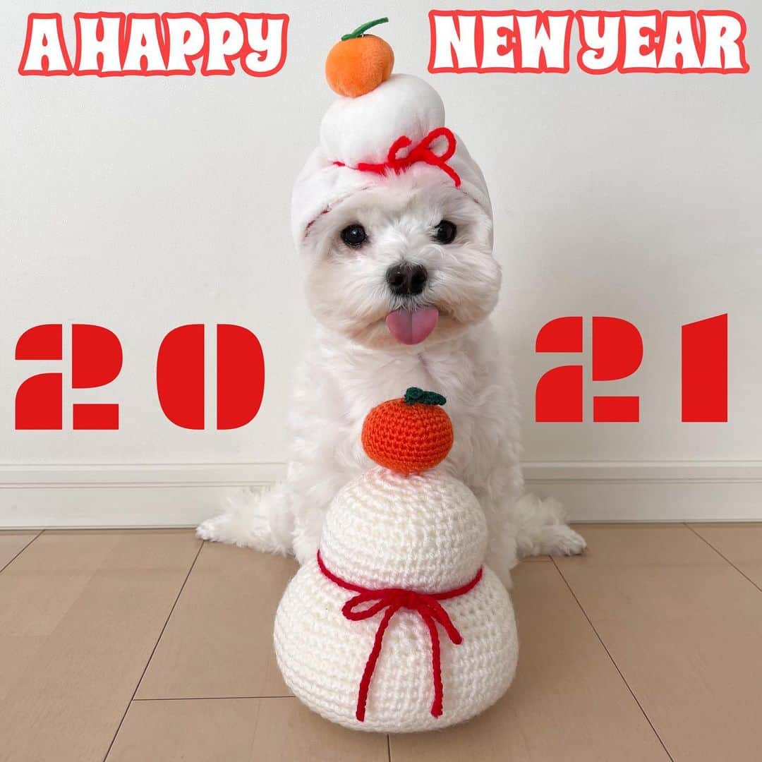 セロリのインスタグラム：「【Happy New Year】 あけましておめでとうございます‼️ 「年越しジャンプ」することもできず（ブログ参照）カウントダウンも出来ませんでした・・・。 今年もドジ炸裂でスタートの僕。 こんな僕ですが、今年も皆さまどうぞよろしくお願いします。 #maltese #マルチーズ #あけましておめでとうございます #happynewyear #今年もよろしくお願いします #malteseofinstagram #maltese101 #malteser #malteseofficial #maltesedog #dog #instadog #dogstagram #dogoftheday #doglovers #instapet #adorable #ilovemydog  #ペット #わんこ #ふわもこ部 #犬のいる暮らし #いぬら部  #いぬすたぐらむ #イッヌ」