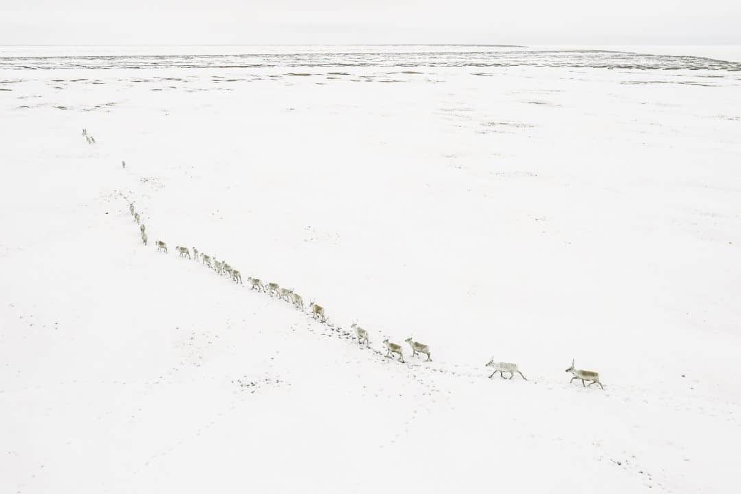 National Geographic Travelさんのインスタグラム写真 - (National Geographic TravelInstagram)「Photo by @kiliiiyuyan / A herd of caribou crosses the vast plain of Alaska's Teshekpuk Lake, one of the largest lakes in the Arctic. Teshekpuk is home to one of the great caribou herds, as well as the destination for some of the largest flocks of migratory birds on Earth. In May, pregnant females are on the move and waiting to give birth to their calves. Traveling single-file saves energy so each caribou does not need to break its own trail. Follow me @kiliiiyuyan for more from the Arctic and beyond. #npr-a #arctic #alaska」1月1日 16時39分 - natgeotravel
