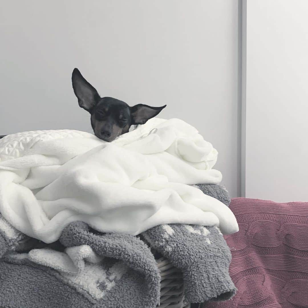 岸本佳子さんのインスタグラム写真 - (岸本佳子Instagram)「寝正月🎍🎌 いないと思ったら、意外なとこで寝てた😂やっぱり私のガウン類が好きみたい。おかげで毛だらけやで。  #犬は寝るのが仕事 #minipin #dog」1月1日 16時40分 - yoshico_kishimoto