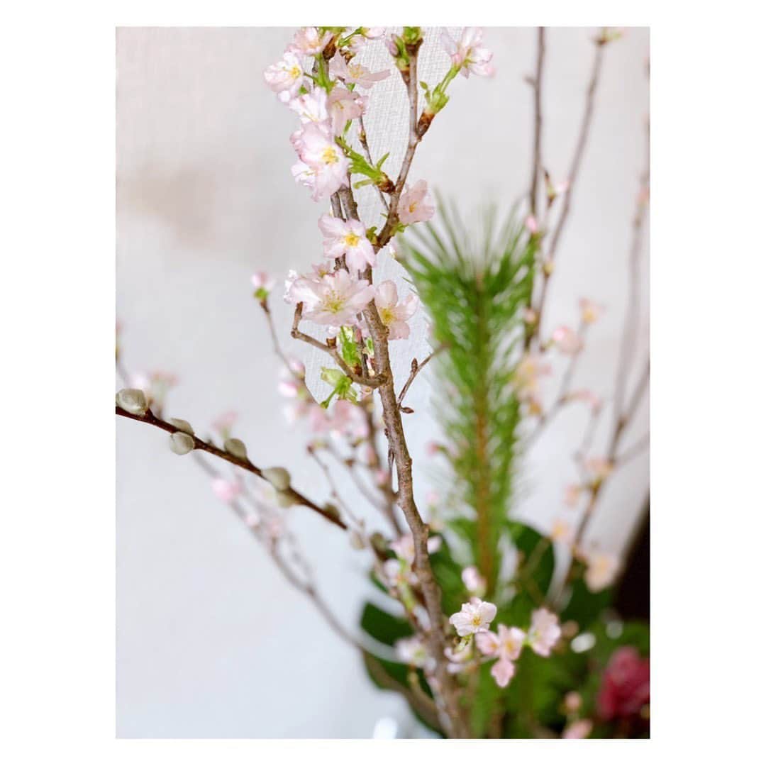 森田麻恵のインスタグラム：「明けましておめでとうございます🎌  蕾だった桜がたくさん開いた元旦の朝。家族揃って元気に新年を迎えられて嬉しい！🐾  皆さんにとって、笑顔がいっぱいの幸せな一年になりますように！  今年もどうぞよろしくお願いいたします。  #happynewyear #2021 #愛犬との時間」