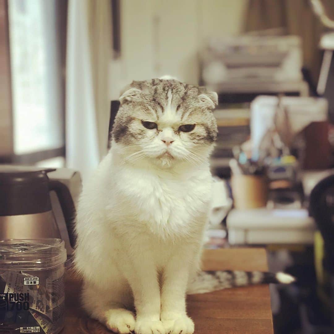 のインスタグラム：「あけましておめでとうございます✨ 穏やかな年明けです。 今月28日〜31日は渋谷マルイのクリエイターズマーケットに出展します。 ご無理のない方はどうぞ気をつけてお越しください☺️ 本年もどうぞよろしくお願いいたします！」