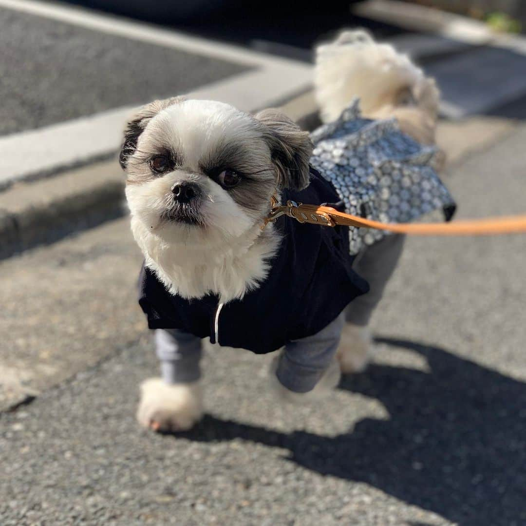 いくらさんのインスタグラム写真 - (いくらInstagram)「2021始動🎌 ・ おりゃーーー🐩💨💨💨 ・ うん😍 絶好調🐶👍✨ ・ 今年モォ〜よろしくね🐮👍💕 ・ ・ #20210101 #正月 #happynewyear #あけましておめでとうございます #shizthu #シーズー #dogsofinstagram #シース #dog #shihtzu #犬 #shizthulovers #cute #シーズー犬 #犬のいる暮らし #シーズー男の子 #dogstagram #シーズー大好き #いぬすたぐらむ #シーズー大好き部 #わんすたぐらむ #愛犬 #ふわもこ部 #shihtzugram #いぬバカ部 #cutedogs #shihtzulovers #猪突猛進」1月1日 16時56分 - i_am_ikura