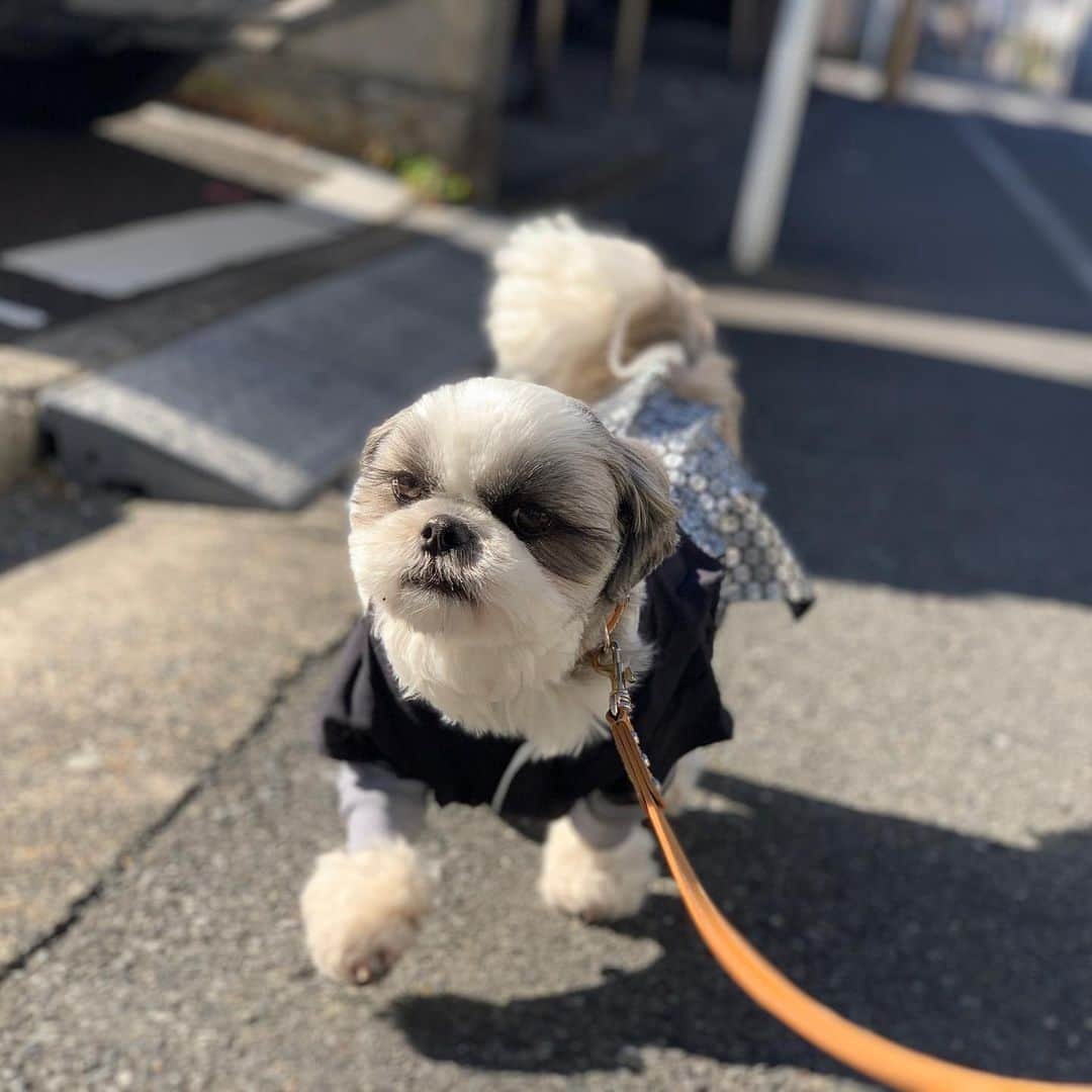 いくらさんのインスタグラム写真 - (いくらInstagram)「2021始動🎌 ・ おりゃーーー🐩💨💨💨 ・ うん😍 絶好調🐶👍✨ ・ 今年モォ〜よろしくね🐮👍💕 ・ ・ #20210101 #正月 #happynewyear #あけましておめでとうございます #shizthu #シーズー #dogsofinstagram #シース #dog #shihtzu #犬 #shizthulovers #cute #シーズー犬 #犬のいる暮らし #シーズー男の子 #dogstagram #シーズー大好き #いぬすたぐらむ #シーズー大好き部 #わんすたぐらむ #愛犬 #ふわもこ部 #shihtzugram #いぬバカ部 #cutedogs #shihtzulovers #猪突猛進」1月1日 16時56分 - i_am_ikura