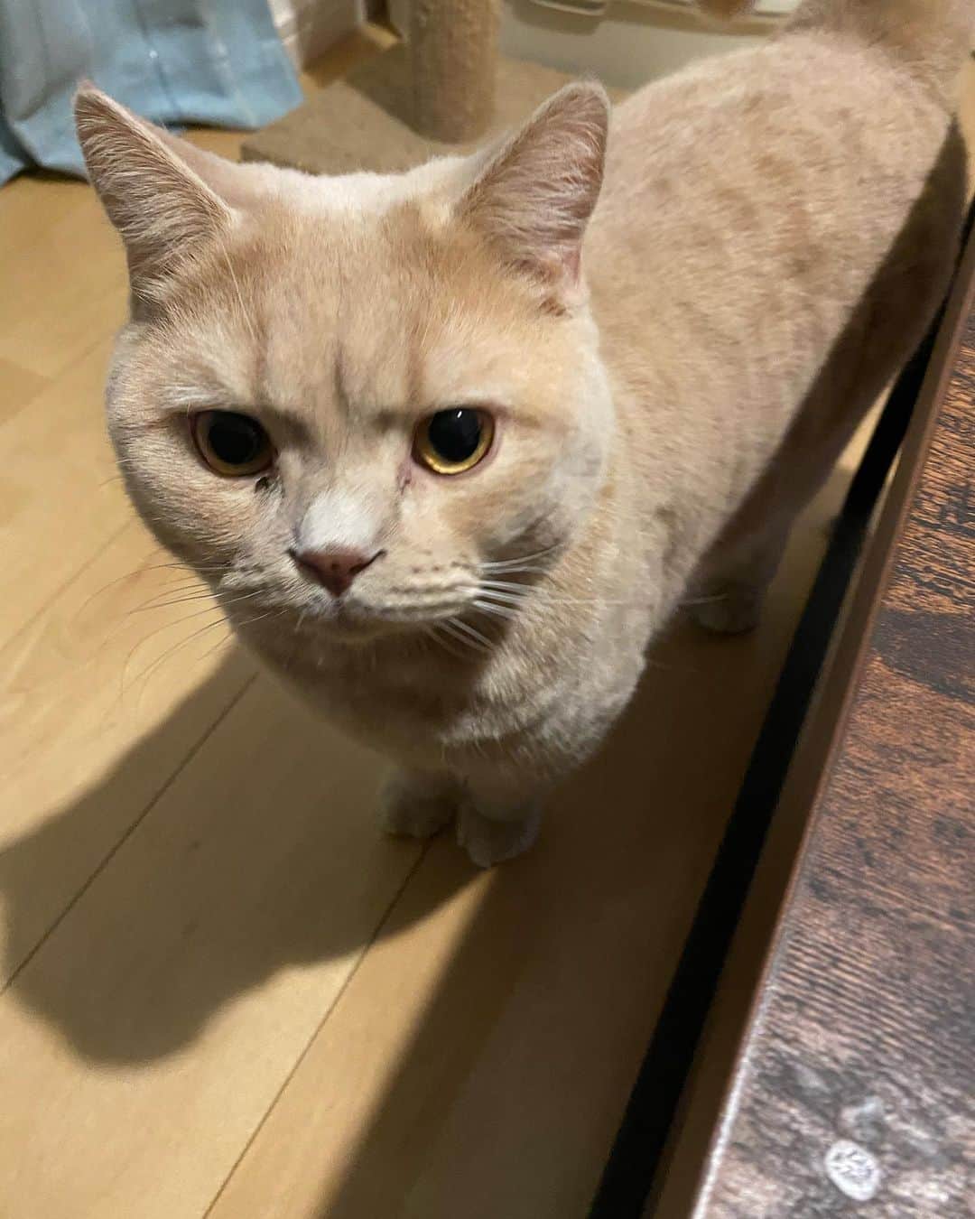 赤西涼のインスタグラム：「あけましておめでとうございます。 ことしもままとぼくとなかよくしてね。 らいち」