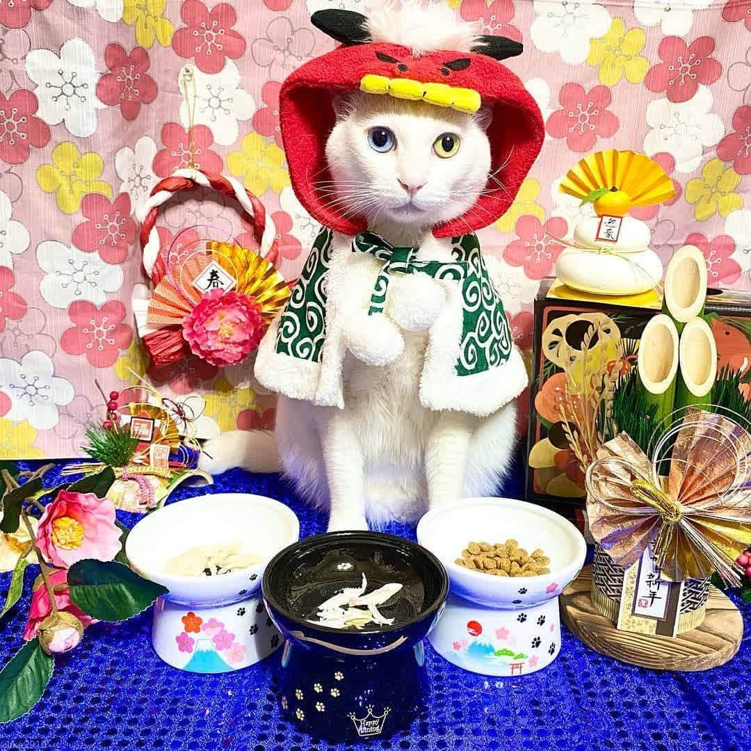 猫壱（ねこいち•ネコイチ）のインスタグラム