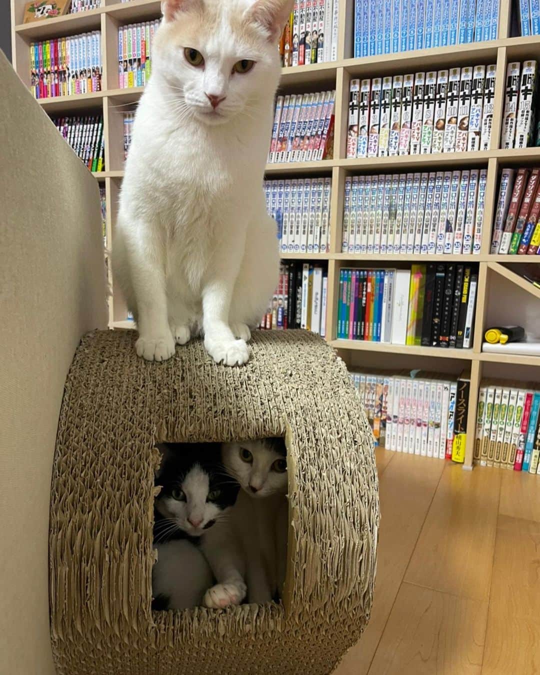サンシャイン池崎さんのインスタグラム写真 - (サンシャイン池崎Instagram)「あけましておめでとうございます！！！  今年もよろしくお願いします！！！  ニャーーーーーーーースティス！！！  #猫 #猫の森 #風神 #雷神 #まさき」1月1日 17時47分 - ikezaki_yeah