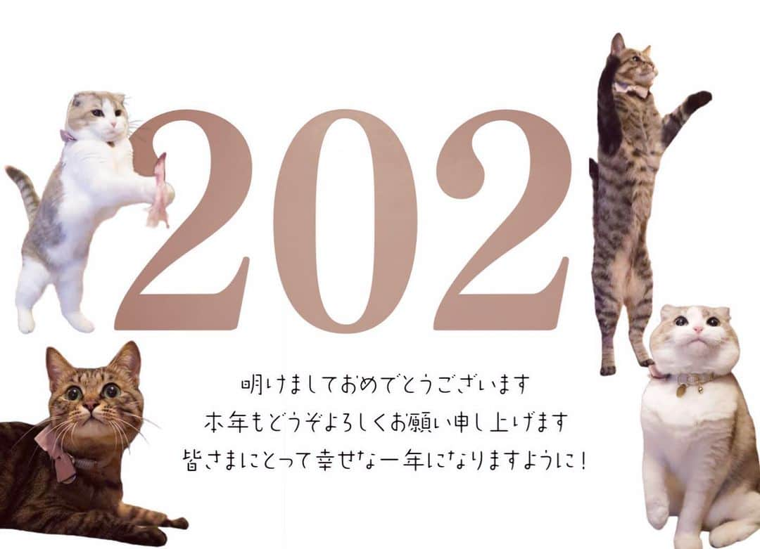 ohshima_moaさんのインスタグラム写真 - (ohshima_moaInstagram)「. . Wishing you a happy and wish fulfilling New Year😸 . みんなの願いがかなう新しい年になりますように！ 〜モアとメメより〜 . . #シマホでお参り #りぷちんに届け元気玉 #サンデイ #ペコねこ部 #ふわもこ部 #みんねこ #picneko #キジトラ #保護猫 #ScottishFold #スコティッシュフォールド #catlife #catsofinstagram #cats_of_world  #無敵の親バカ同盟 #Instacat_meows #lovelycat #sweetcat #9gag #bestmeow #猫好きさんと繋がりたい #猫のいる暮らし」1月1日 17時52分 - ohshima_moa