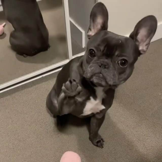 French Bulldogのインスタグラム