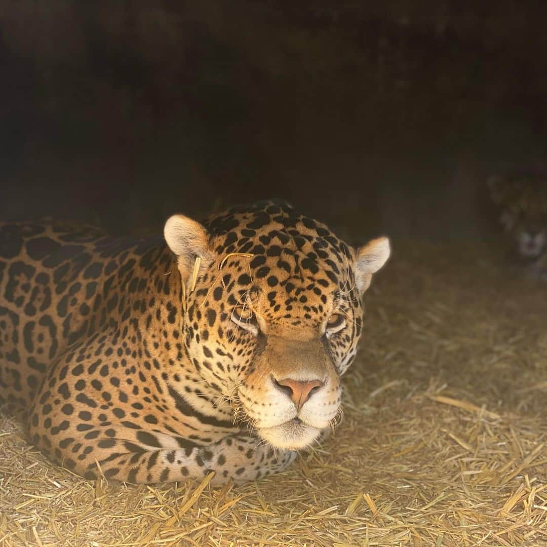 Black Jaguar-White Tiger さんのインスタグラム写真 - (Black Jaguar-White Tiger Instagram)「Cata & Mercury in their night room... #BabyCatalinaBJWT #BabyMercuryBJWT」1月2日 4時09分 - blackjaguarwhitetiger