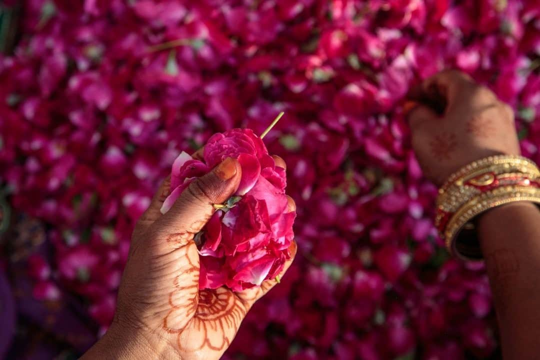 National Geographic Travelさんのインスタグラム写真 - (National Geographic TravelInstagram)「Photo by @sarahyltonphoto / A customer sorts through fragrant rose petals sold at a wholesale flower market in Jaipur, Rajasthan, India. For more travel stories, follow me @sarahyltonphoto. #India #pinkcity #Rajasthan」1月2日 4時37分 - natgeotravel