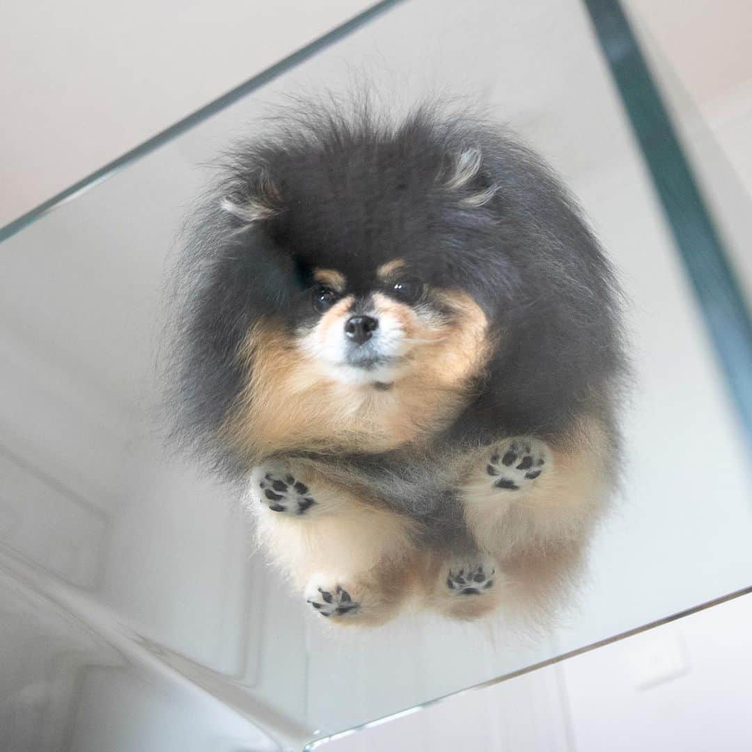 Instagramさんのインスタグラム写真 - (InstagramInstagram)「We’re peering into the new year with Mocha (@mochapom_), a Pomeranian who may be small but has a big heart — not to mention a sassy personality.⁣ ⁣ #WeeklyFluff⁣ ⁣ Photo by @mochapom_」1月2日 4時48分 - instagram