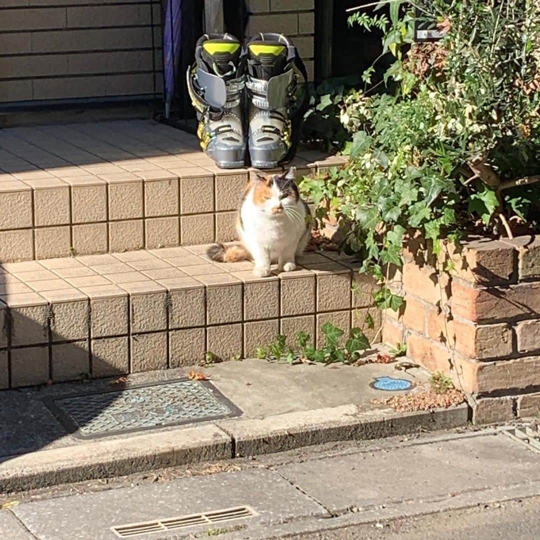 Kachimo Yoshimatsuさんのインスタグラム写真 - (Kachimo YoshimatsuInstagram)「新しいお客さんが、イカスミのご飯をつまみ食いしてます。 イカスミはここのところ姿を現さずにいます。抗生剤飲まないといけないのに。  #うちの猫ら #sotononekora #猫 #ねこ #cat #ネコ #catstagram #ネコ部 http://kachimo.exblog.jp」1月1日 20時07分 - kachimo