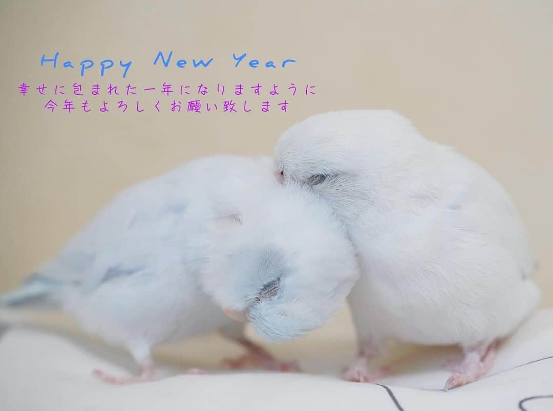 SAORIさんのインスタグラム写真 - (SAORIInstagram)「. Happy New Year🌸 (Soda and Ramune) * * 今年もよろしくお願いします🌸 皆様と小鳥さんたちにとって幸せなことがいっぱいある年になりますように✨ * * ペットのサイト PECOさまにてラムネとソーダ、ラムネの記事を載せていただきました アプリ内では 「記事」の中の「エンタメ」に載っています よかったら探してみてくださいね！ アドレスも載せておきます♡ 🌸ラムネとソーダ https://peco-japan.com/81701 🌸ラムネ https://peco-japan.com/81248 2021.1.1」1月1日 20時35分 - ramune0123
