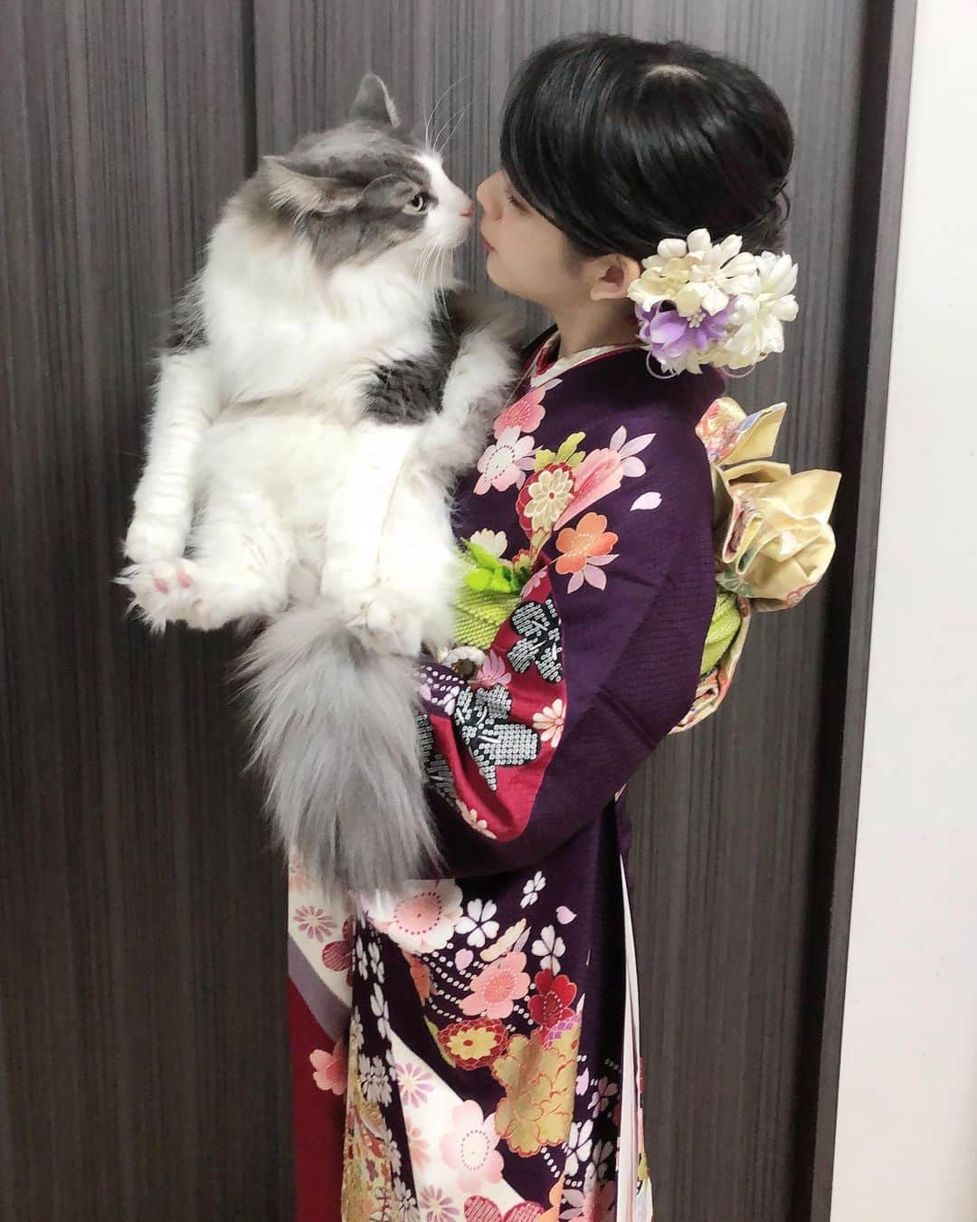 Sagiri Kitayamaさんのインスタグラム写真 - (Sagiri KitayamaInstagram)「明けましておめでとうございます🎍✨今年もよろしくお願いします🙇‍♀️✨ みんなが元気で楽しく、幸せに過ごすことができますように🙏😺💕 タンタンと一緒に王子の桜が見れますように🐼🌸   #どたま祭 #キャスバル #ノルウェージャンフォレストキャット #ノルウェージャン #norwegianforestcat #norwegian #neko #ラグドール #ragdoll #ねこ #cat #cats #catinstagram #catstagram #catlover #catsofinstagram #instagramcat #instacat #kitty #ふわもこ部 #むにゃげーず #耳毛部」1月1日 20時40分 - rererurerurela