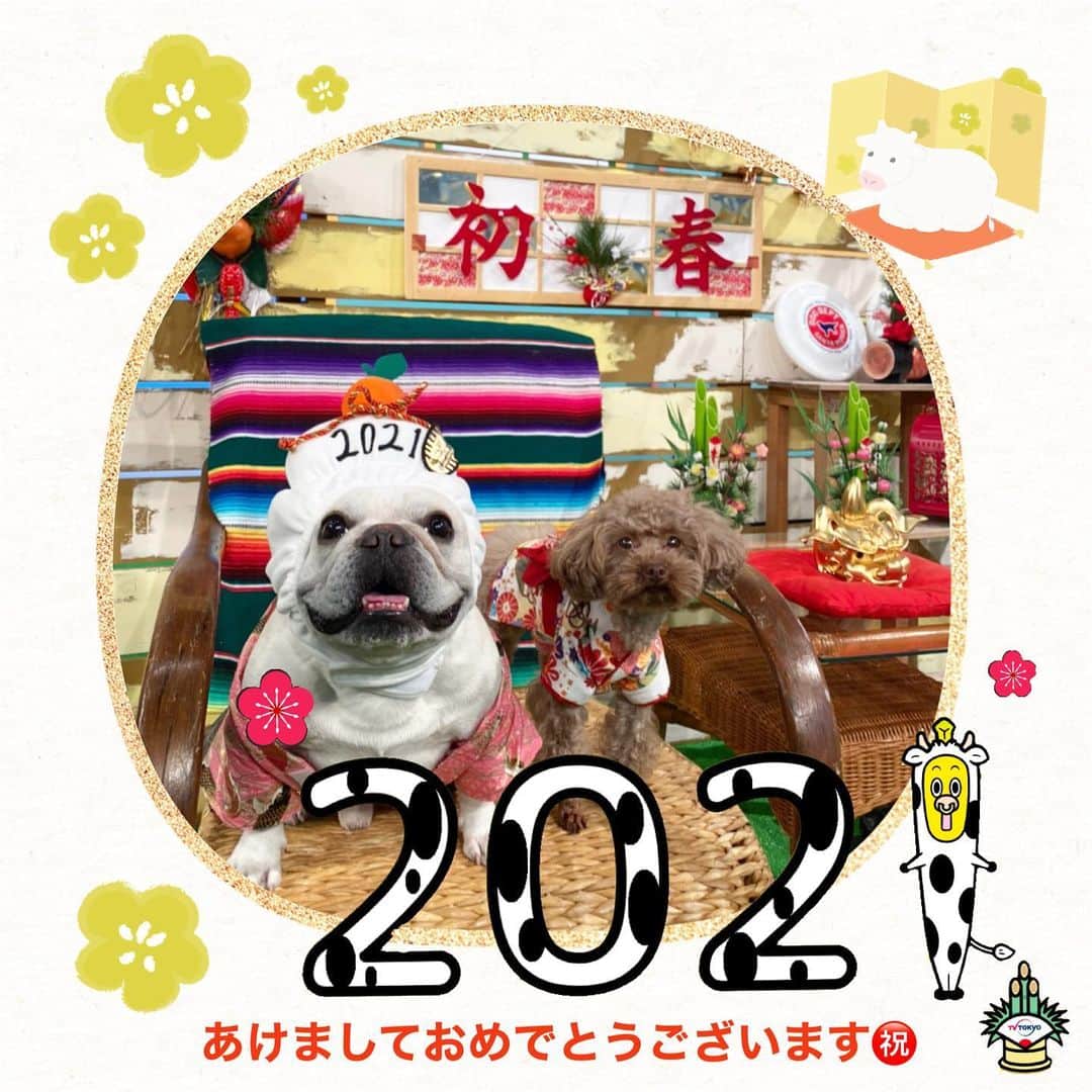 テレビ東京「どうぶつピース‼︎」のインスタグラム：「#明けましておめでとうございます #happynewyear2021   2021年も宜しくねーー🐷🌅 笑顔の年になりますように💕 #ぴーす君 #なちゅちゃん #どうぶつピース #テレビ東京」