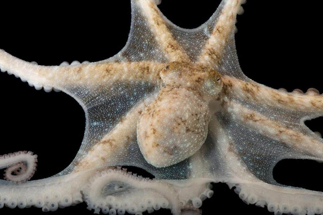 Joel Sartoreさんのインスタグラム写真 - (Joel SartoreInstagram)「This celestial looking creature is a Caribbean reef octopus I photographed @medicine_park_aquarium. Like other octopus species, this cephalopod can quickly change color to avoid detection thanks to specialized cells in their skin known as chromatophores. When it comes time to feed, this species will spread its webbed arms out wide, creating a canopy that nets crustaceans, small fish, and bivalves. #octopus #celestial #cephalopod #camouflage #caribbean #PhotoArk #savetogether」1月1日 20時53分 - joelsartore