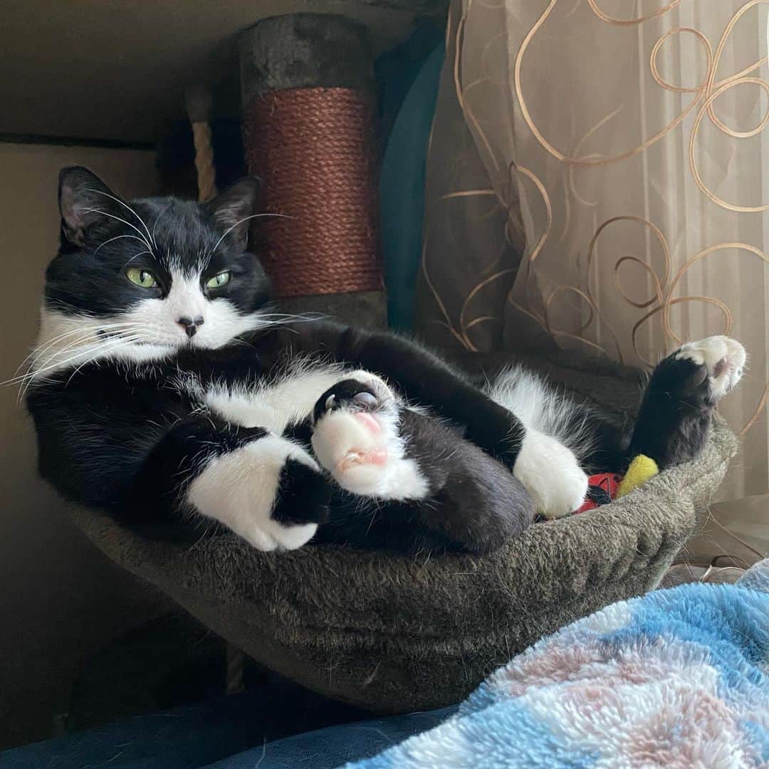 Tuxedo Cat Brosのインスタグラム：「How Jack rings in the New Year. #bye2020」