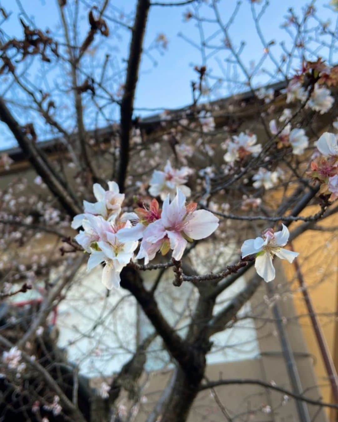 穂波はるさんのインスタグラム写真 - (穂波はるInstagram)「元旦恒例の💓 お姉ちゃんと伏見稲荷大社🦊 千本鳥居を2時間かけて山頂までお参りしてきました〜っ⛩⛩⛩ そのあと芸能の車折神社行ったら季節外れの桜？？🌸  #車折神社 #芸能神社 #伏見稲荷大社」1月1日 21時53分 - honami.haru
