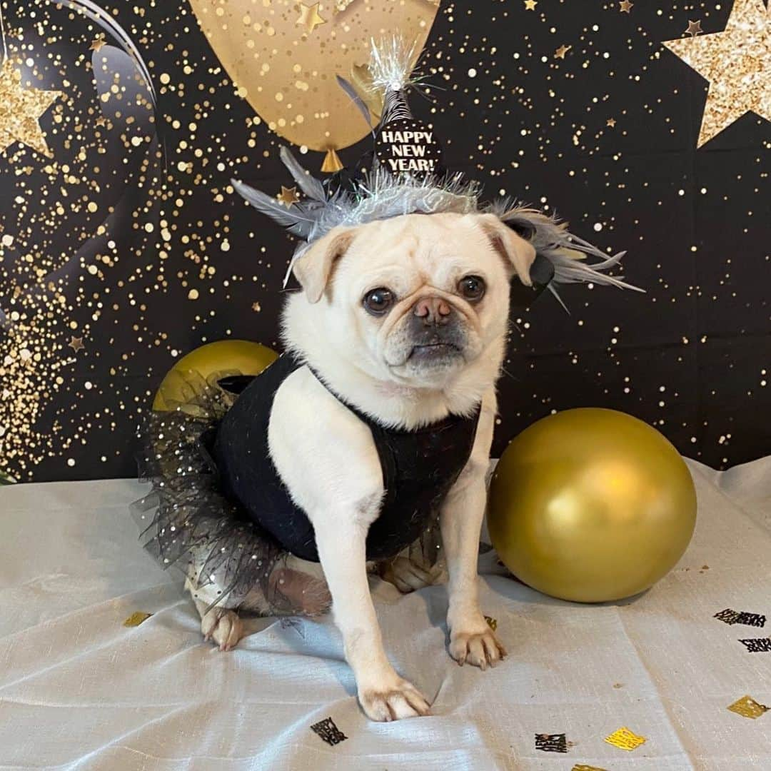 Priscilla and Poppletonさんのインスタグラム写真 - (Priscilla and PoppletonInstagram)「HAPPY FOURTH BIRTHDAY PIGTAIL🐶🎉! We think it’s so appropriate that you were born on New Year’s Day, because you are such a little firecracker with such a sparkling personality. We love you sweet girl and can’t wait to celebrate you this afternoon. Stay tuned for Game Day party pics!🐷🥂🐶 #happybdaypigtail #pigtailturnsfour #pigtailthepug #PrissyandPop」1月1日 23時27分 - prissy_pig