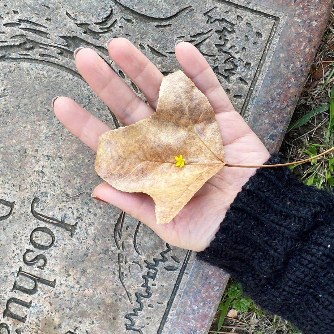 フリーディアのインスタグラム：「To seeing and appreciating all the little things in life! So much to be grateful for 💐  Happy New Year!! 2021, please make it a good one.   E found a tiny yellow flower and wrapped it in a leaf to gift to me💕  * *  人生のささいなことすべてを見て、感謝すること！ 感謝することはたくさんあります💐  明けましておめでとうございます！！ 2021年、良いものにしてください。   Eは小さな黄色い花を見つけ、それを葉で包んで私にプレゼントしました💕 #lovehim #gentlesoul #sosweet #luckyme #myheart #mylove #myeverything #doesnttakemuch #myson #newyears #newyear #2021 #friediamn #friedia」