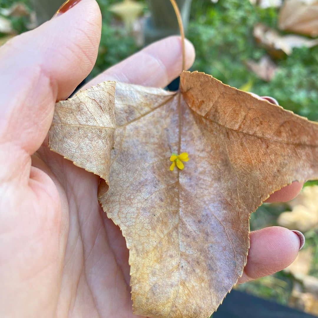 フリーディアさんのインスタグラム写真 - (フリーディアInstagram)「To seeing and appreciating all the little things in life! So much to be grateful for 💐  Happy New Year!! 2021, please make it a good one.   E found a tiny yellow flower and wrapped it in a leaf to gift to me💕  * *  人生のささいなことすべてを見て、感謝すること！ 感謝することはたくさんあります💐  明けましておめでとうございます！！ 2021年、良いものにしてください。   Eは小さな黄色い花を見つけ、それを葉で包んで私にプレゼントしました💕 #lovehim #gentlesoul #sosweet #luckyme #myheart #mylove #myeverything #doesnttakemuch #myson #newyears #newyear #2021 #friediamn #friedia」1月2日 5時16分 - friediamn