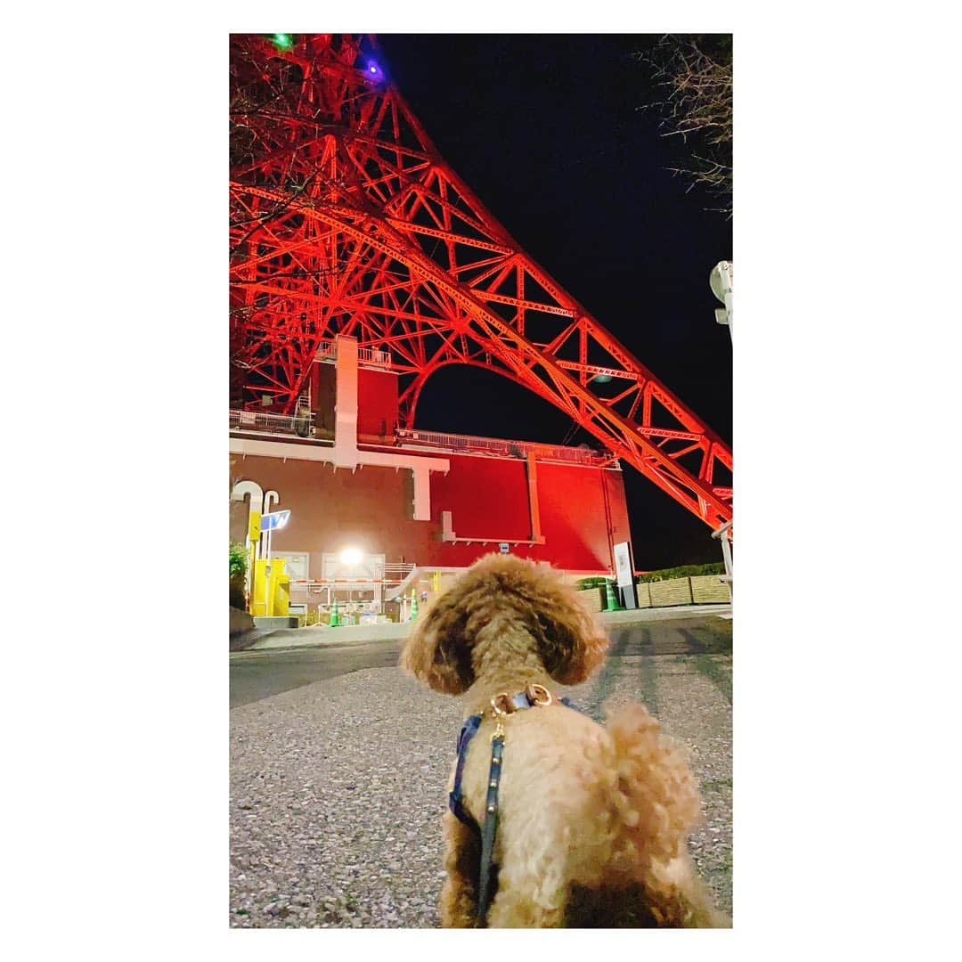 植田早紀さんのインスタグラム写真 - (植田早紀Instagram)「TOKYO TOWER 2021🗼✨  #tokyotower」1月1日 23時55分 - sakipersil