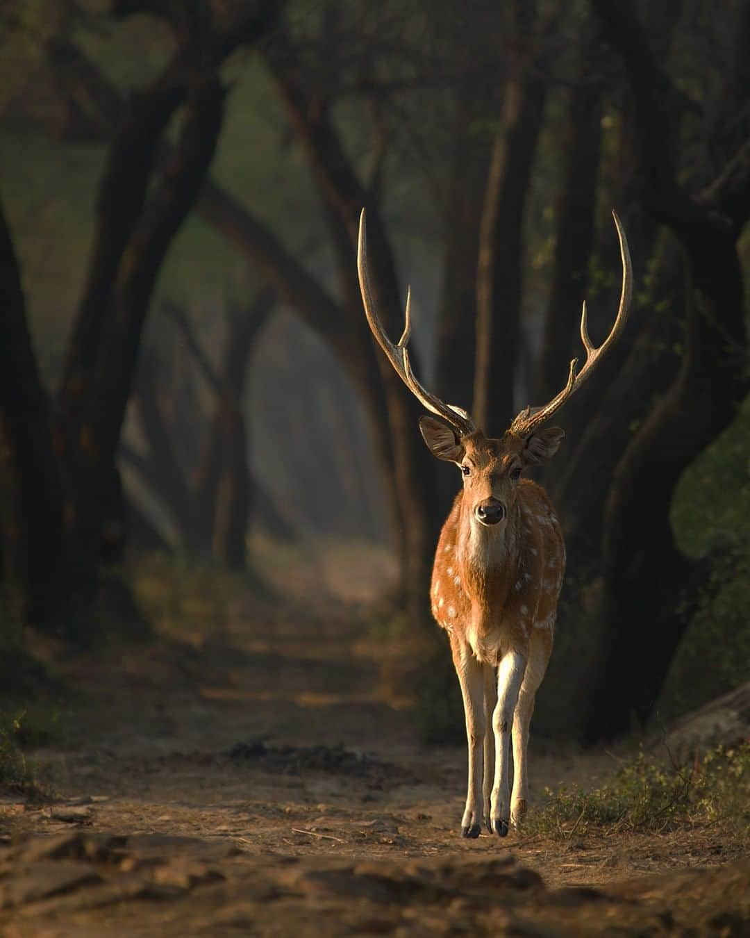 Discoveryさんのインスタグラム写真 - (DiscoveryInstagram)「Happy New Year! 🎉 Here’s a look back at your most liked photos of 2020.  Tiger splash - Toni/Getty Kudu - Michele Bavassano (@michele_bavassano) Deer in the mist - Mark Bouldoukian (@markian.b) Black panther - Freder/Getty Fox Selfie - Michele Bavassano (@michele _bavassano) Spotted deer - Pratik Humnabadkar (@pratikhumnabadkar) Robert Irwin - Robert Irwin (@robertirwinphotography) Green Turtle - Ben Hicks (@benjhicks) Deer in the snow - Michele Bavassano (@michele _bavassano) Tiger Family - Ajit Kulkarni (@ajit.kulkarni48.ak)  #topphotos #bestof #endoftheyear #photooftheday #wildlife_perfection #newyear」1月2日 0時00分 - discovery