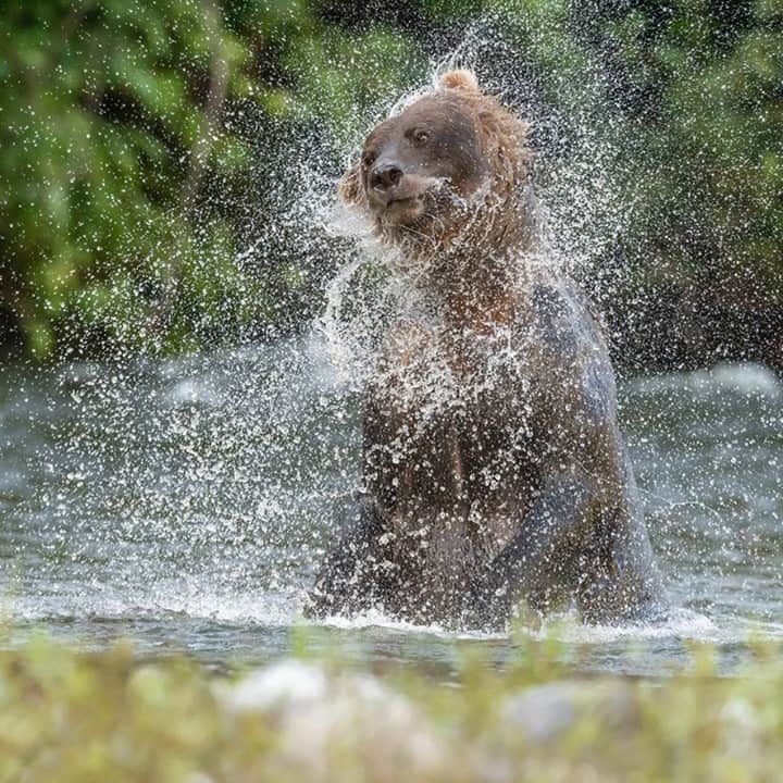 National Geographic Travelさんのインスタグラム写真 - (National Geographic TravelInstagram)「Photo by @daisygilardini / Time to shake off 2020 and look forward to 2021, a year full of hope and great things ahead.  Here, a bear shakes water from its fur after jumping into a stream to catch salmon in northern British Columbia. North American grizzly bears gather along the rivers during the annual salmon run in late summer and early fall to gorge themselves and build up the necessary fat reserves for winter hibernation.  Follow me @daisygilardini for more images and behind-the-scenes stories. #brownbear #grizzlybear #conservation #canada #britishcolumbia」1月2日 0時37分 - natgeotravel