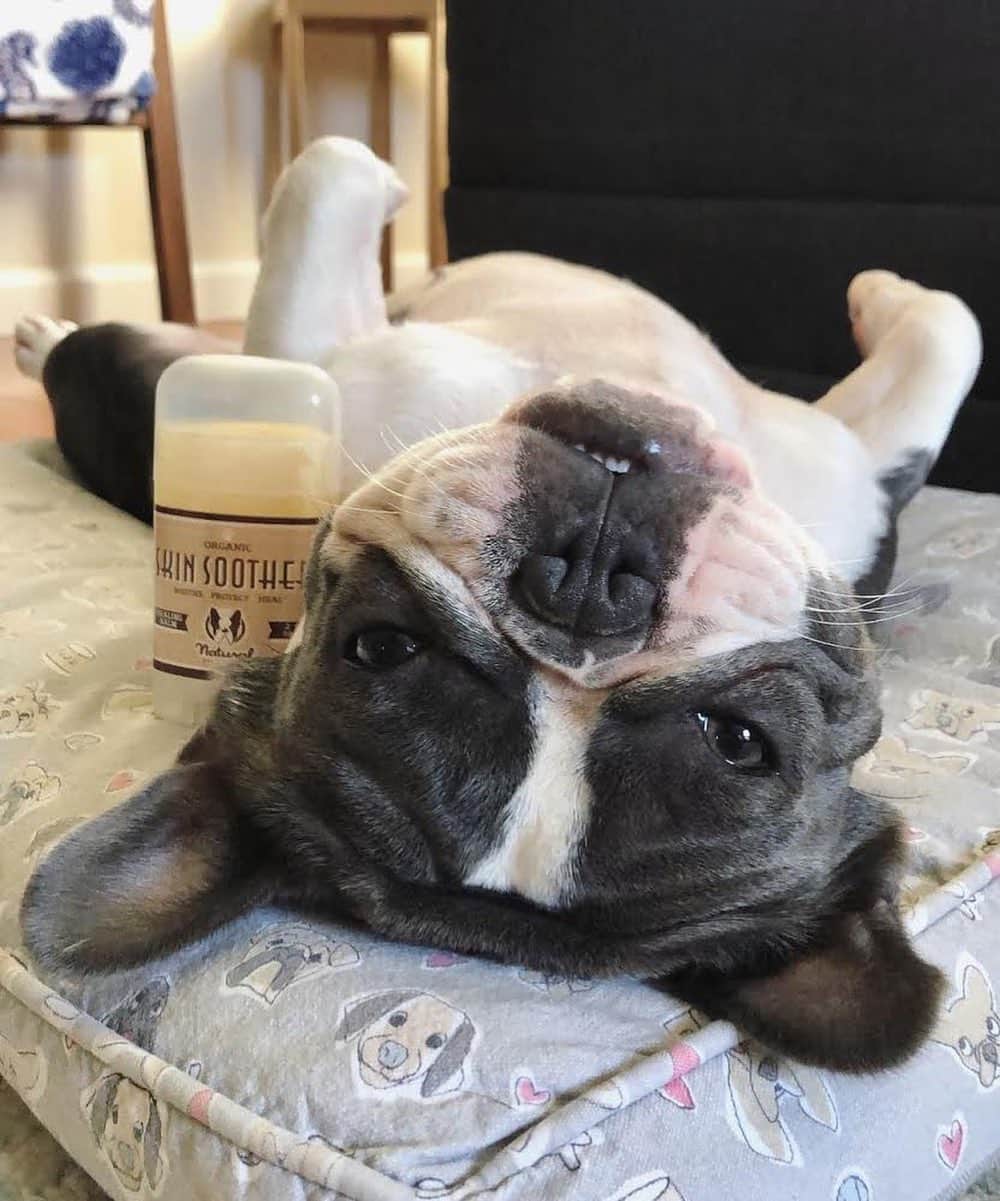 Regeneratti&Oliveira Kennelさんのインスタグラム写真 - (Regeneratti&Oliveira KennelInstagram)「People have Neosporin, and dogs have #SkinSoother. This all-natural healing balm is antibacterial, anti-fungal, anti-inflammatory and super soothing to help relieve irritation, prevent/treat infection, speed recovery and reduce scarring. Perfect for cuts, rashes, allergies, hot spots, itchy paws, bug bites…pretty much everything. . ⭐ SAVE 20% off @naturaldogcompany with code JMARCOZ at NaturalDog.com  worldwide shipping  ad 📷: @alohafrenchbulldogs . . . . . #frenchiepetsupply #frenchiesofinsta #pugsofinsta #frenchbulldog #frenchiesofinstagram #pug #frenchies #reversibleharness #frenchiehoodie #thedodo #frenchieharness #dogclothes #dogharness #frenchiegram #dogsbeingbasic #frenchieoftheday #instafrenchie #bulldogs #dogstagram #frenchievideo #cutepetclub #bestwoof #frenchies1 #ruffpost #bostonterrier #bostonsofig #animalonearth #dog」1月2日 0時44分 - jmarcoz