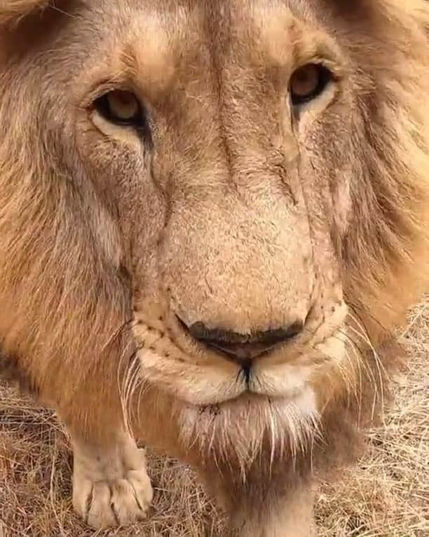 Kevin Richardson LionWhisperer のインスタグラム