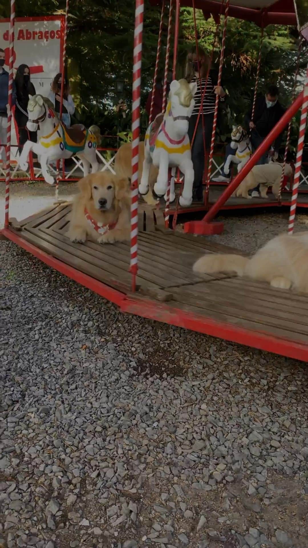 Bobのインスタグラム：「Flash Back de 2020! . . #pets #photooftheday #petsofinstagram #instagrammers #instagram #instadaily #vejasp #goldenretriever #goldenretrievers #goldenretrieversofinstagram #dogs #dogstyle #dogoftheday #dogsofinstagram #saopaulo #gudfriends #photography」